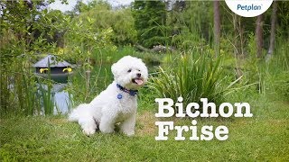 Bichon Frise Breed Information Temperament Lifespan amp more  Petplan [upl. by Ahsenrac948]