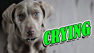 Dog Crying and Whining Loud  Sound Effects of 5 Crying Dogs [upl. by Raman]