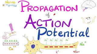 Propagation of the Action Potential  Nerve Excitability  Nerve Physiology Series [upl. by Aynatan339]