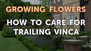 How to Care for Trailing Vinca [upl. by Nelehyram]