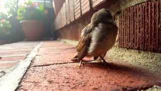 Baby Sparrow Chirping for Mother [upl. by Annovoj]