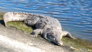 American Alligator vs American Crocodile Everglades National Park [upl. by Ahseiuqal648]