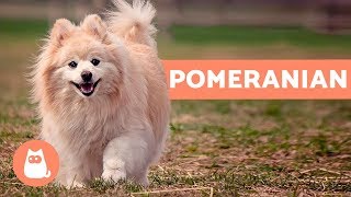 All About the POMERANIAN  Characteristics and Care [upl. by Illoh256]