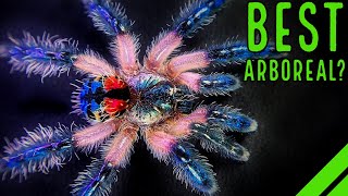 Top 10 BEST Arboreal Tarantulas  YOULL LOVE THESE SPIDERS [upl. by Llerud]