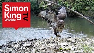 Buzzard Attacks Pigeons  Awesome [upl. by Hceicjow313]