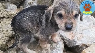 Heartbreaking Video Rescue Abandoned Homeless Puppies [upl. by Hnacogn192]