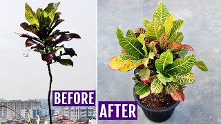 My SECRETS to Make Croton Plant BUSHY [upl. by Rratsal]