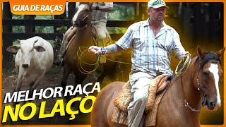 CAVALO CRIOULO É O MELHOR NO LAÇO COMPRIDO  RICHARD RASMUSSEN [upl. by Isidro901]