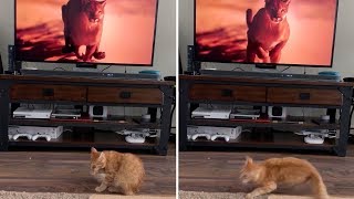 Cat Gets Scared By Puma On TV [upl. by Asirrom23]