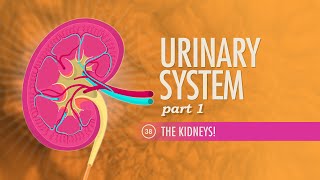 Urinary System Part 1 Crash Course Anatomy amp Physiology 38 [upl. by Anaitat506]