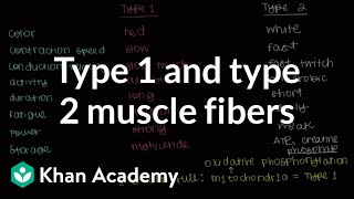 Type 1 and type 2 muscle fibers  Muscularskeletal system physiology  NCLEXRN  Khan Academy [upl. by Elfrieda]