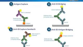 Anti Idiotypic Antibodies – A Powerful Tool for Antibody Drug Studies [upl. by Laeahcim652]