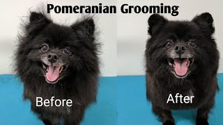 Pomeranian Grooming [upl. by Aohk54]