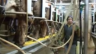 A Day Dairy Farming in Wisconsin [upl. by Frederigo]