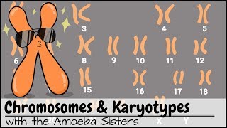 Chromosomes and Karyotypes [upl. by Hermia968]