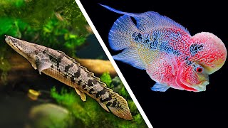 Top 5 LARGE Fish For Your Aquarium [upl. by Marucci]