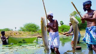 Fish Catching and Cooking  Viral Meen Kulambu  Snakehead Murrel Fish Curry Recipe  Village Food [upl. by Aleuqahs856]