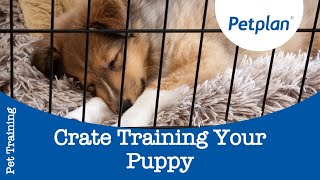 How To Crate Train A Puppy  Petplan [upl. by Arrat]