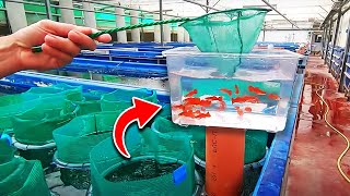 The Best Aquarium Fish Farm in The World no clickbait [upl. by Sukin422]