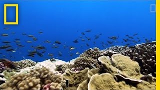 Rising Ocean Temperatures are quotCookingquot Coral Reefs  National Geographic [upl. by Leugimsiul914]