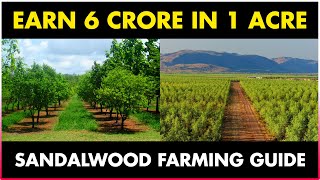 SANDALWOOD FARMING  SANDALWOOD CULTIVATION [upl. by Eellehs]