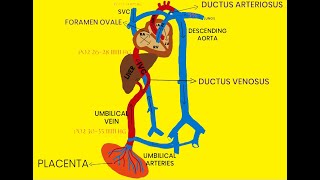 FETAL CIRCULATION [upl. by Karalynn]