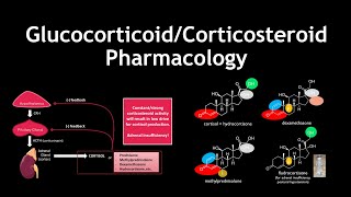 Glucocorticoid and Corticosteroid Pharmacology and Medicinal Chemistry [upl. by Margery]