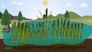 Importance of Cattails in Wetlands [upl. by Anniram555]