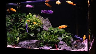 Planted Cichlid Tank  2 Years Old and overstocked [upl. by Haidadej876]