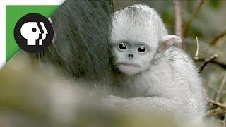 Baby Snubnosed Monkeys [upl. by Tomkin]