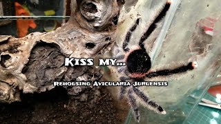 Rehousing Avicularia juruensis [upl. by Dearborn]