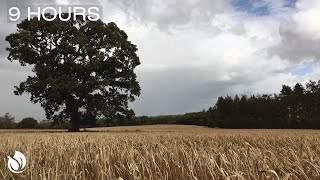 Wind Blowing through a Wheat Field and a Great old Oak Tree Dark Screen in 1 Hour 9 Hours [upl. by Aihsekyw465]