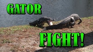 Alligators fighting  Close Up  INTENSE RAW video  Gator Fight  Crocodile vs Crocodile [upl. by Annohsak186]