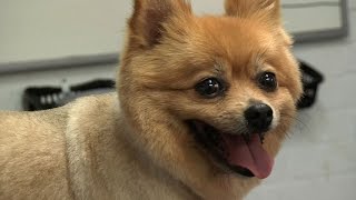 Grooming Guide  Pomeranian PetClipped Trim  Pro Groomer [upl. by Anilam]