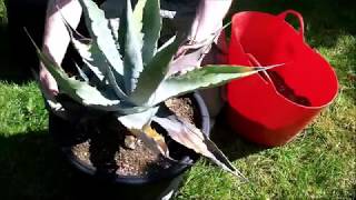 Repotting a neglected Agave [upl. by Wolff]