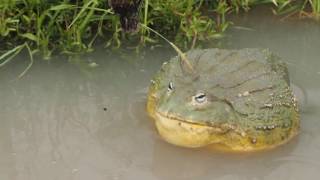 Giant African Bullfrog Attack [upl. by Lambart]