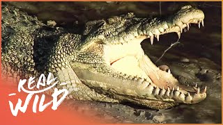 Crocodile Island The Land Of Killer Crocs And More Wildlife Documentary  Real Wild [upl. by Ssac]