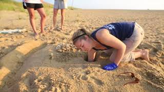 Sea turtles hatching [upl. by Obeng43]