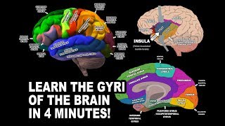 Encephalomalacia Disease symptoms and its Treatment [upl. by Hoffer]