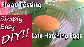 Late Overdue Hatching Float Testing Egg Viability [upl. by Ellocin]