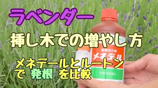 【ラベンダー】生産者が教える！挿し木で増やす！メネデールとルートンで発根率を比較！挿し木の基本的な管理も教えます！ [upl. by Anallij]