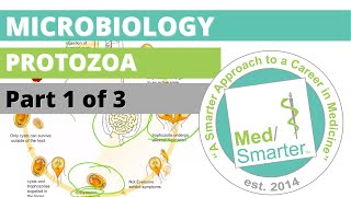 Protozoa  Microbiology  USMLE STEP 1  Part 1 of 3 [upl. by Anaitsirc]