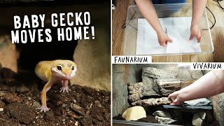 How To Set Up Tanks For Baby Leopard Geckos  MOVING DAY [upl. by Eedrahs]