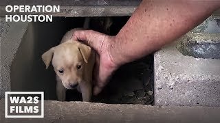 Houston Dog Rescuers Save Homeless Puppies From Under House  Hope For Dogs [upl. by Eixirt]