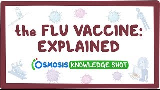 The flu vaccine explained [upl. by Artapoelc470]