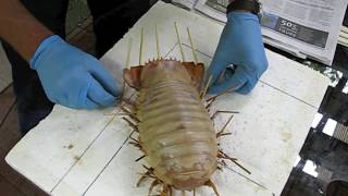 Giant Isopod Making a display specimen [upl. by Knoll]