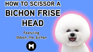 How to trim a bichon head [upl. by Lipski67]