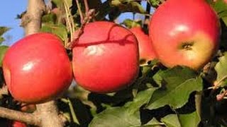 Como cultivar Manzana TvAgro por Juan Gonzalo Angel [upl. by Langer]