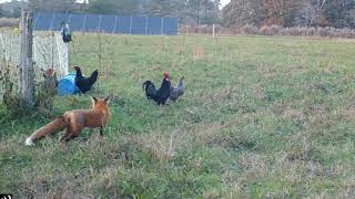 Zorro cazando gallinas4 [upl. by Allistir]