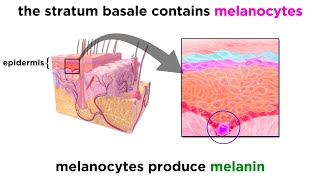 The Integumentary System [upl. by Essirehs]